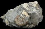 Hoploscaphites Brevis Ammonite - South Dakota #44024-2